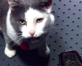 Battlestar Galactica: Sine Qua Non