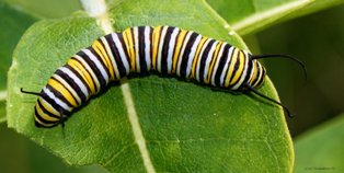 Monarch caterpillar