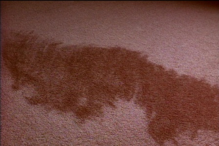 Maddy's carpet vison