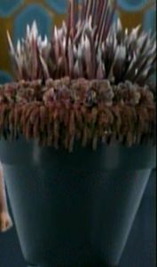 Giant potted plant