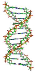 DNA double helix