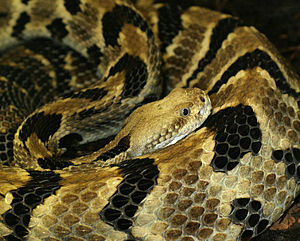 timber rattler