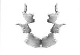Rorschach inkblot Card VII