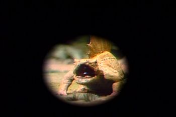 Torchy's pilot light